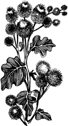 Иллюстрация к книге — Когда зацветет папоротник. Злая ведьма Варвара [_63.jpg]