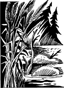 Иллюстрация к книге — Когда зацветет папоротник. Злая ведьма Варвара [_86.jpg]