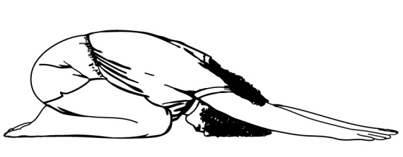 Иллюстрация к книге — 5 минут йоги не вставая с кровати. Для каждой женщины в любом возрасте [i_028.jpg]