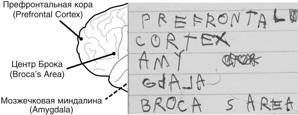 Иллюстрация к книге — Включите свою рабочую память на полную мощь [i_026.jpg]