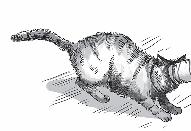 Иллюстрация к книге — Кот Боб. Во имя любви [i_010.jpg]