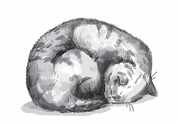 Иллюстрация к книге — Кот Боб. Во имя любви [i_012.jpg]