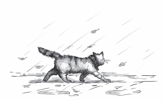 Иллюстрация к книге — Кот Боб. Во имя любви [i_013.jpg]