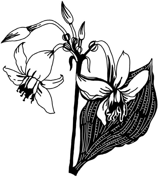 Иллюстрация к книге — Тайна ведьмы Урсулы [_187.jpg]