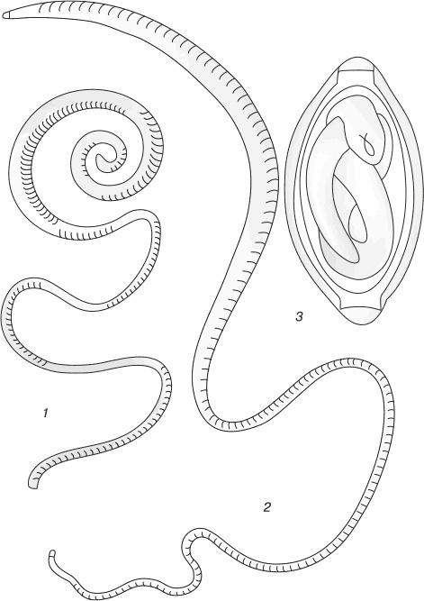 Иллюстрация к книге — Паразиты. Профилактика и очищение [i_001.jpg]