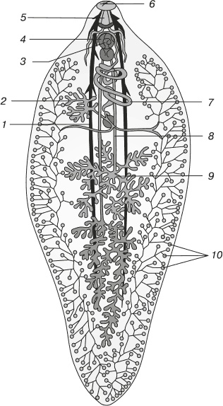 Иллюстрация к книге — Паразиты. Профилактика и очищение [i_003.jpg]