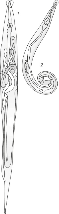 Иллюстрация к книге — Паразиты. Профилактика и очищение [i_004.jpg]