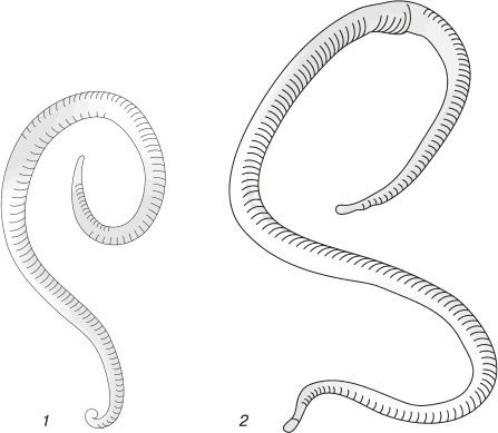 Иллюстрация к книге — Паразиты. Профилактика и очищение [i_005.jpg]