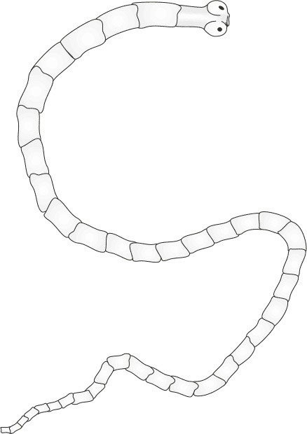 Иллюстрация к книге — Паразиты. Профилактика и очищение [i_007.jpg]