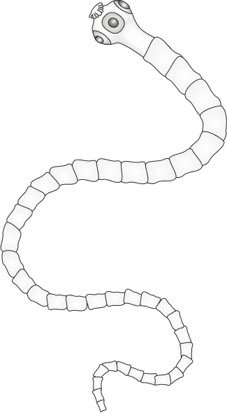 Иллюстрация к книге — Паразиты. Профилактика и очищение [i_008.jpg]