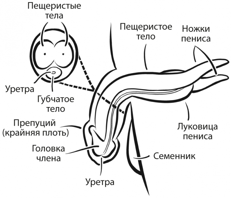 Иллюстрация к книге — Как хочет женщина. Мастер-класс по науке секса [i_003.jpg]