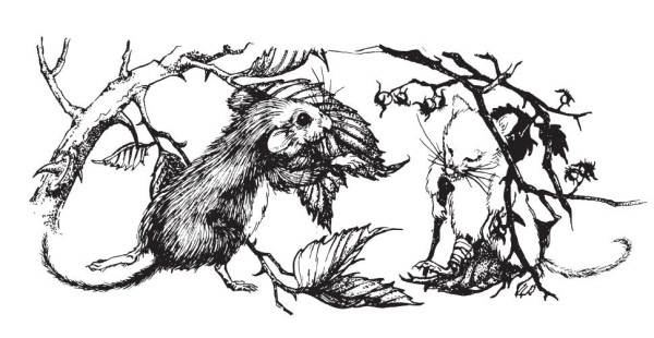 Иллюстрация к книге — Миссис Фрисби и крысы НИПЗ [i_001.jpg]