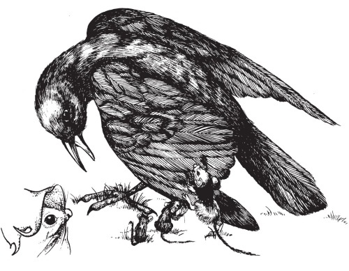 Иллюстрация к книге — Миссис Фрисби и крысы НИПЗ [i_008.jpg]