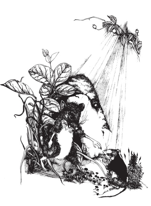 Иллюстрация к книге — Миссис Фрисби и крысы НИПЗ [i_010.jpg]