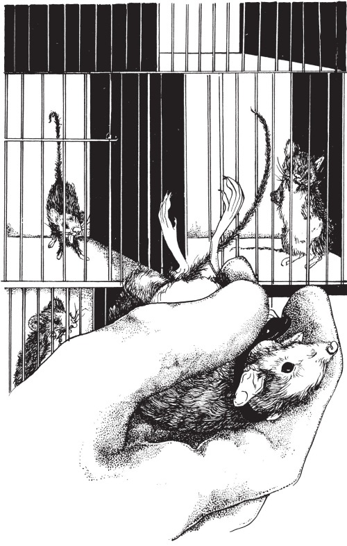 Иллюстрация к книге — Миссис Фрисби и крысы НИПЗ [i_016.jpg]