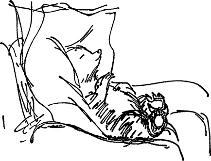 Иллюстрация к книге — Медвежонок по имени Паддингтон [i_009.jpg]