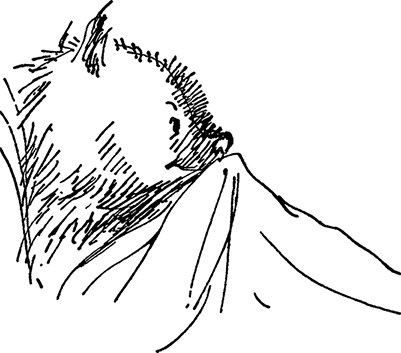 Иллюстрация к книге — Медвежонок по имени Паддингтон [i_010.jpg]