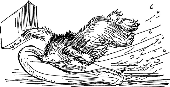 Иллюстрация к книге — Медвежонок по имени Паддингтон [i_029.jpg]