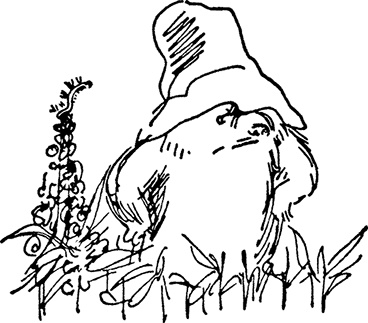 Иллюстрация к книге — Медвежонок Паддингтон тут и там [i_003.jpg]