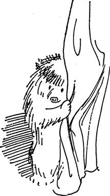 Иллюстрация к книге — Медвежонок Паддингтон тут и там [i_024.jpg]