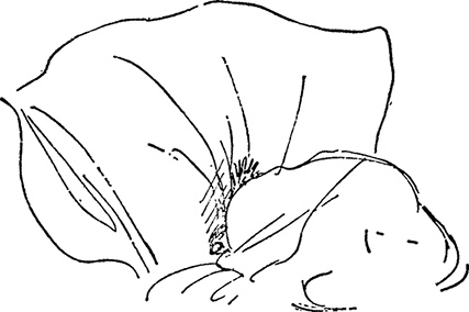 Иллюстрация к книге — Медвежонок Паддингтон занят делом [i_027.jpg]