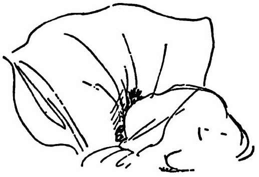 Иллюстрация к книге — Паддингтон путешествует [i_067.jpg]