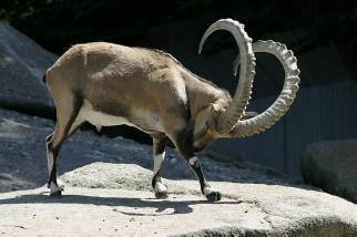 Иллюстрация к книге — Иного не желаю [i_016.jpg]