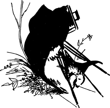 Иллюстрация к книге — Медвежонок Паддингтон. С любовью [i_011.jpg]