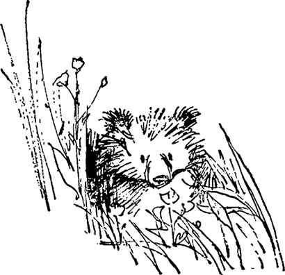 Иллюстрация к книге — Медвежонок Паддингтон. С любовью [i_021.jpg]