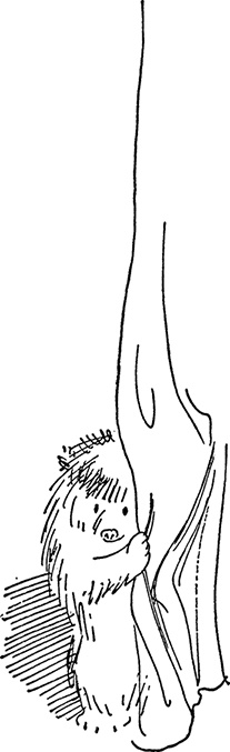 Иллюстрация к книге — Медвежонок Паддингтон. С любовью [i_023.jpg]