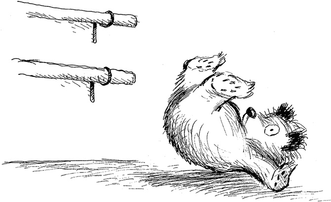 Иллюстрация к книге — Медвежонок Паддингтон – чемпион [i_026.jpg]