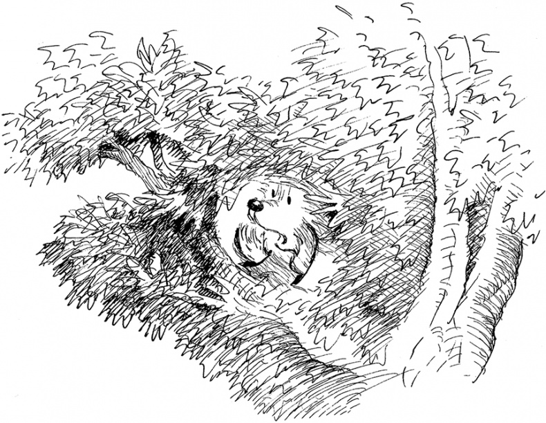 Иллюстрация к книге — Медвежонок Паддингтон – чемпион [i_036.jpg]