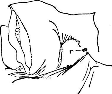 Иллюстрация к книге — Медвежонок Паддингтон сдаёт экзамен [i_027.jpg]