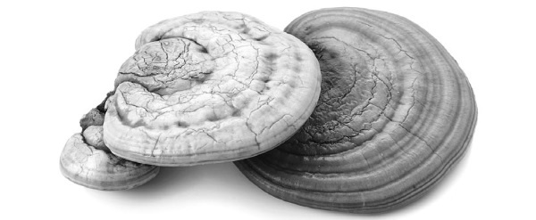 Иллюстрация к книге — Тайны бессмертия [i_057.jpg]