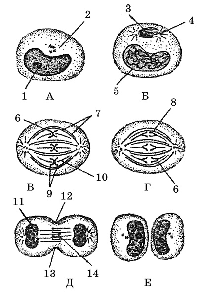 Иллюстрация к книге — Возрастная анатомия и физиология. Основы профилактики и коррекции нарушений в развитии детей [i_004.jpg]