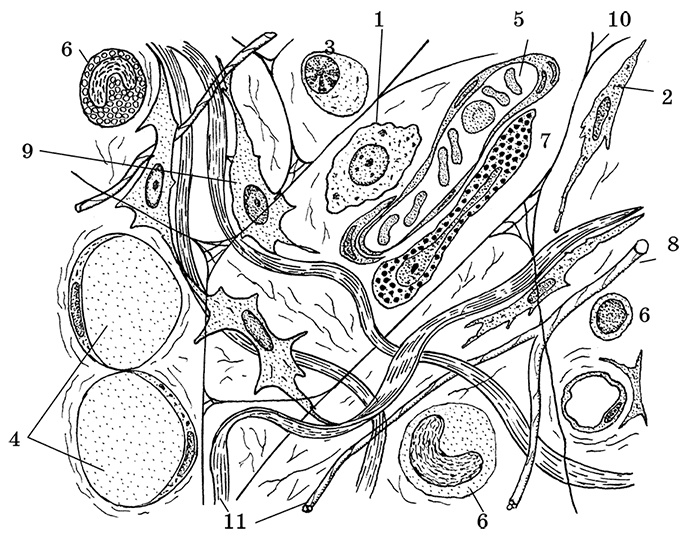 Иллюстрация к книге — Возрастная анатомия и физиология. Основы профилактики и коррекции нарушений в развитии детей [i_006.jpg]