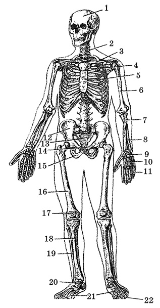 Иллюстрация к книге — Возрастная анатомия и физиология. Основы профилактики и коррекции нарушений в развитии детей [i_010.jpg]