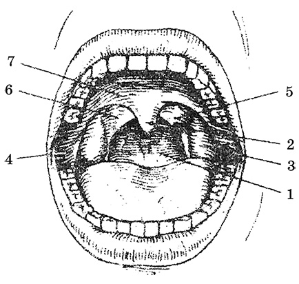 Иллюстрация к книге — Возрастная анатомия и физиология. Основы профилактики и коррекции нарушений в развитии детей [i_015.jpg]