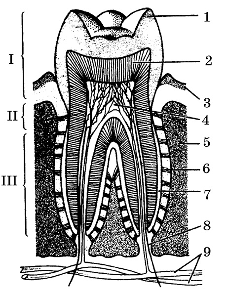 Иллюстрация к книге — Возрастная анатомия и физиология. Основы профилактики и коррекции нарушений в развитии детей [i_018.jpg]