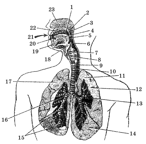 Иллюстрация к книге — Возрастная анатомия и физиология. Основы профилактики и коррекции нарушений в развитии детей [i_020.jpg]