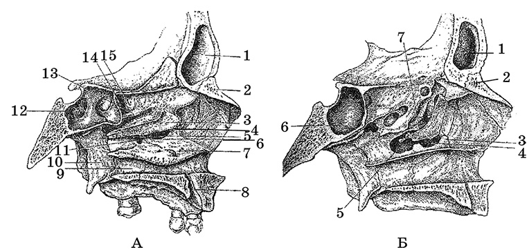 Иллюстрация к книге — Возрастная анатомия и физиология. Основы профилактики и коррекции нарушений в развитии детей [i_021.jpg]