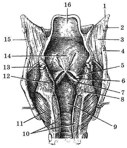 Иллюстрация к книге — Возрастная анатомия и физиология. Основы профилактики и коррекции нарушений в развитии детей [i_022.jpg]
