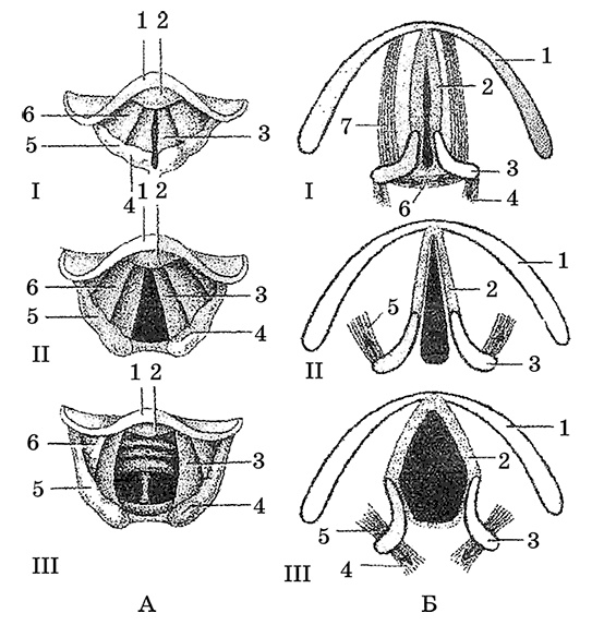 Иллюстрация к книге — Возрастная анатомия и физиология. Основы профилактики и коррекции нарушений в развитии детей [i_024.jpg]