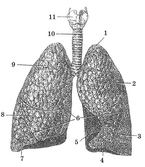 Иллюстрация к книге — Возрастная анатомия и физиология. Основы профилактики и коррекции нарушений в развитии детей [i_025.jpg]