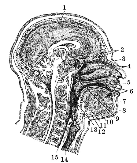 Иллюстрация к книге — Возрастная анатомия и физиология. Основы профилактики и коррекции нарушений в развитии детей [i_026.jpg]