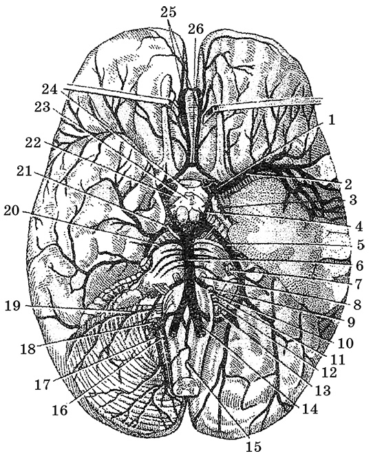Иллюстрация к книге — Возрастная анатомия и физиология. Основы профилактики и коррекции нарушений в развитии детей [i_029.jpg]