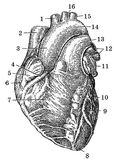 Иллюстрация к книге — Возрастная анатомия и физиология. Основы профилактики и коррекции нарушений в развитии детей [i_030.jpg]