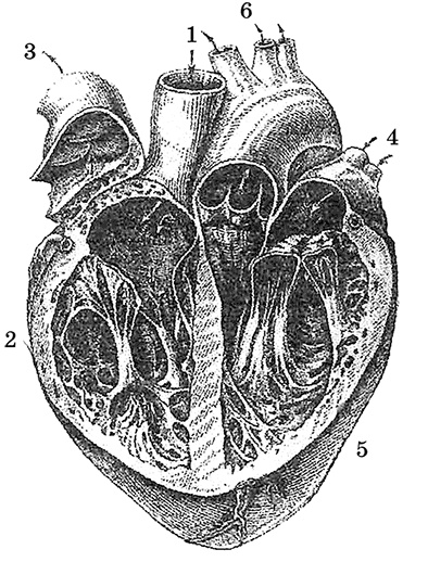 Иллюстрация к книге — Возрастная анатомия и физиология. Основы профилактики и коррекции нарушений в развитии детей [i_031.jpg]