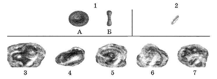 Иллюстрация к книге — Возрастная анатомия и физиология. Основы профилактики и коррекции нарушений в развитии детей [i_033.jpg]