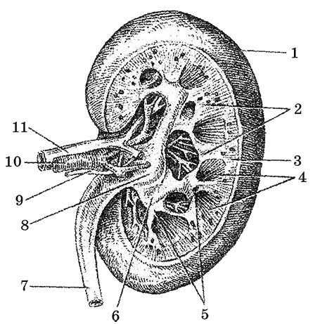 Иллюстрация к книге — Возрастная анатомия и физиология. Основы профилактики и коррекции нарушений в развитии детей [i_035.jpg]